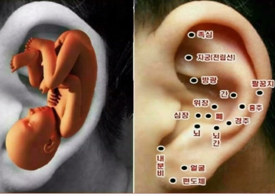 오장육부와 손 혈자리 알아볼까요?!^^