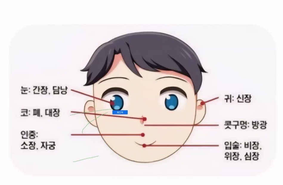 오장육부와 손 혈자리 알아볼까요?!^^