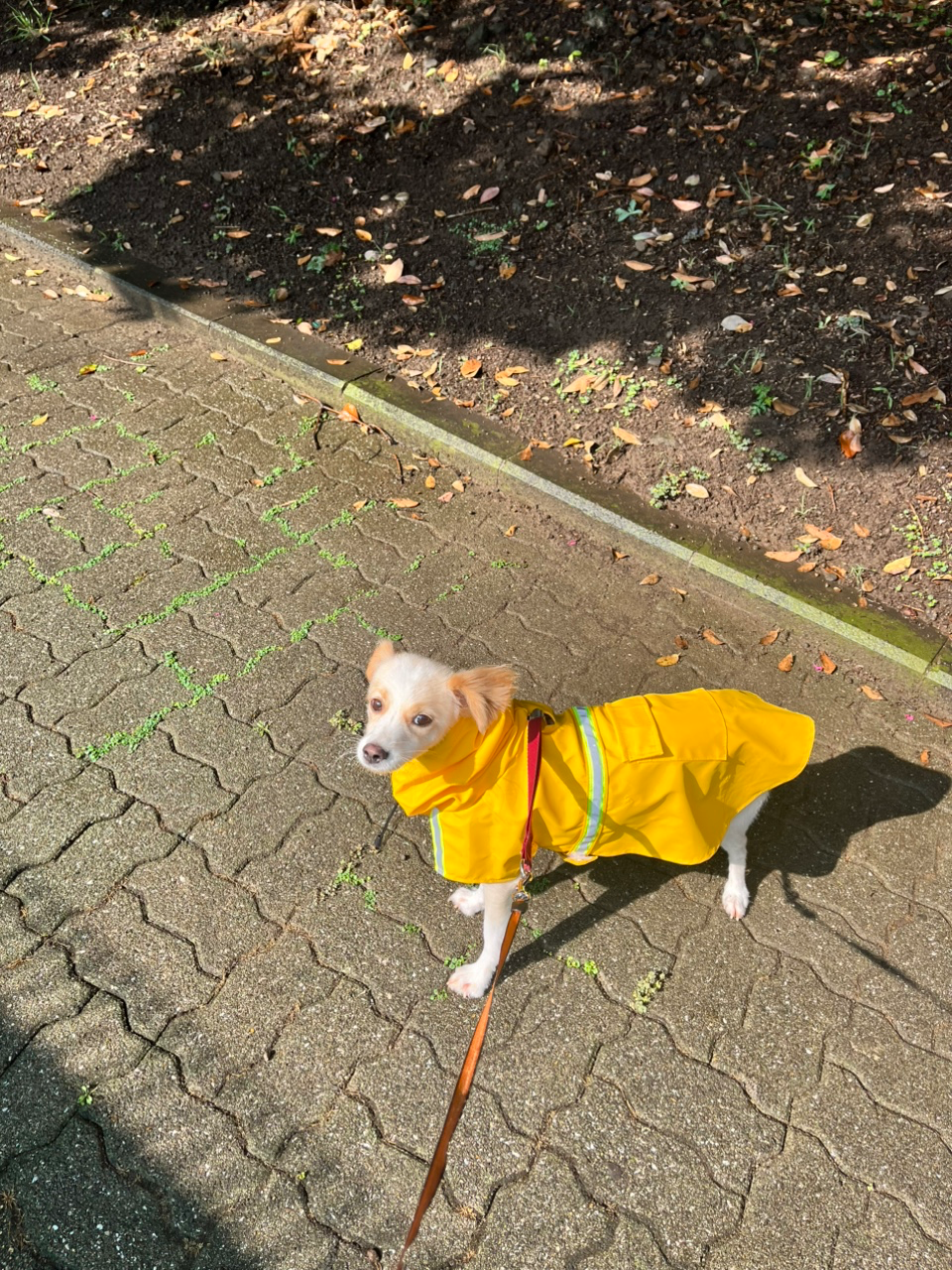 반려견 히루와 인생사진 남기고 싶어요.