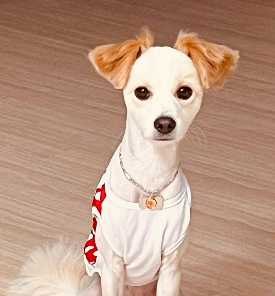 반려견 히루와 인생사진 남기고 싶어요.