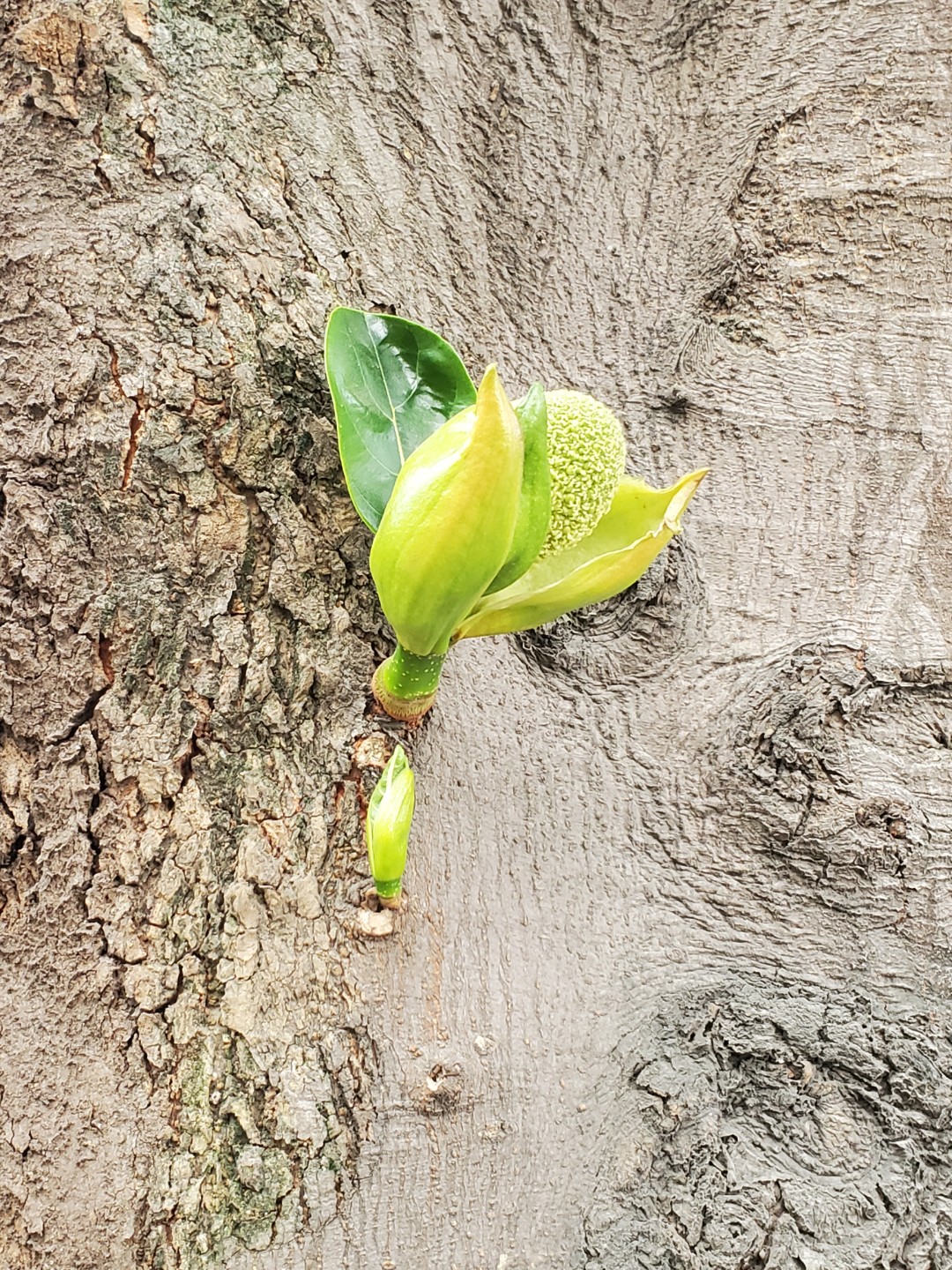광저우 불산  가로수는  두리안.뽀로미.망고 가로수가 있어요