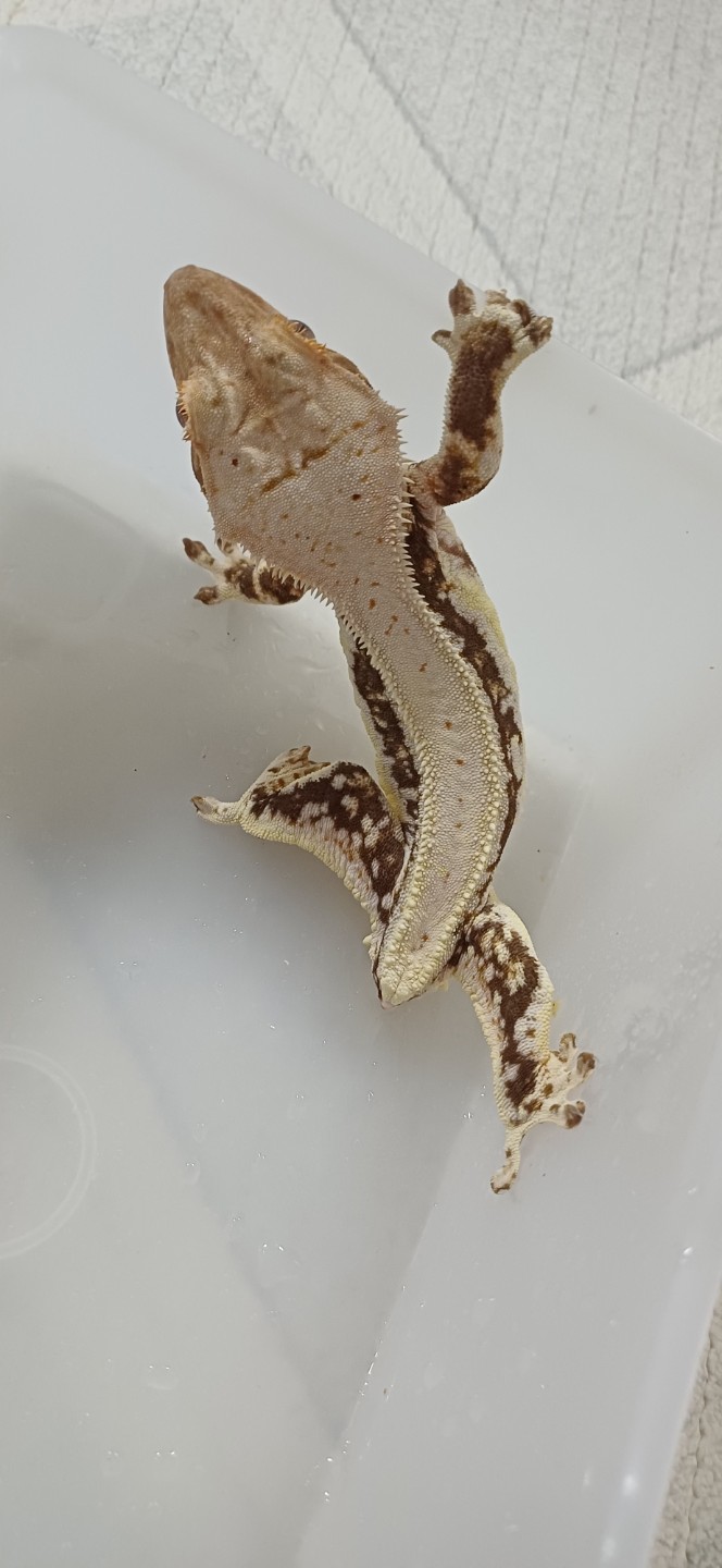 이름:애기(릴리화이트)