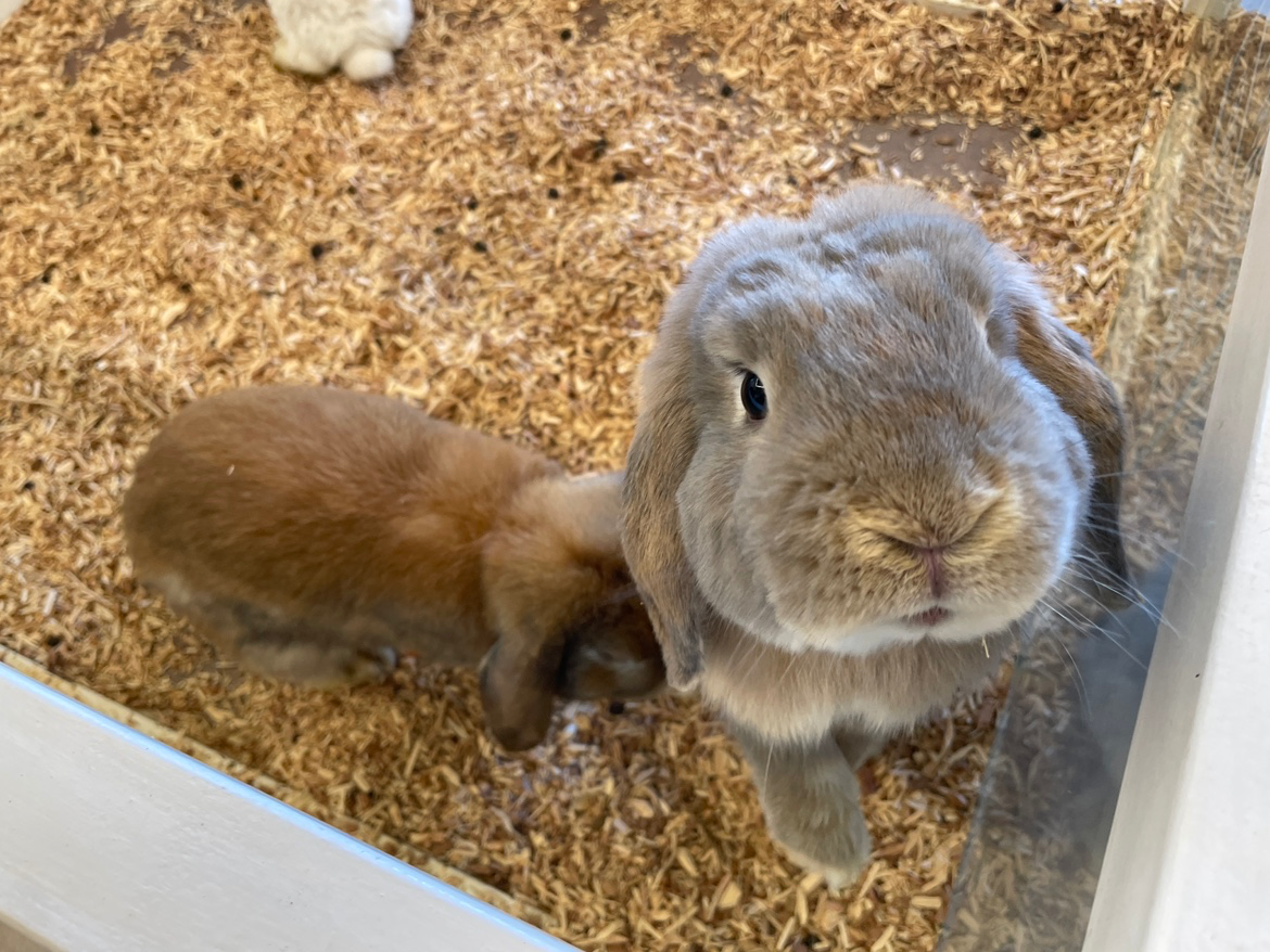 주말에 뭐하고 놀지? 🐰