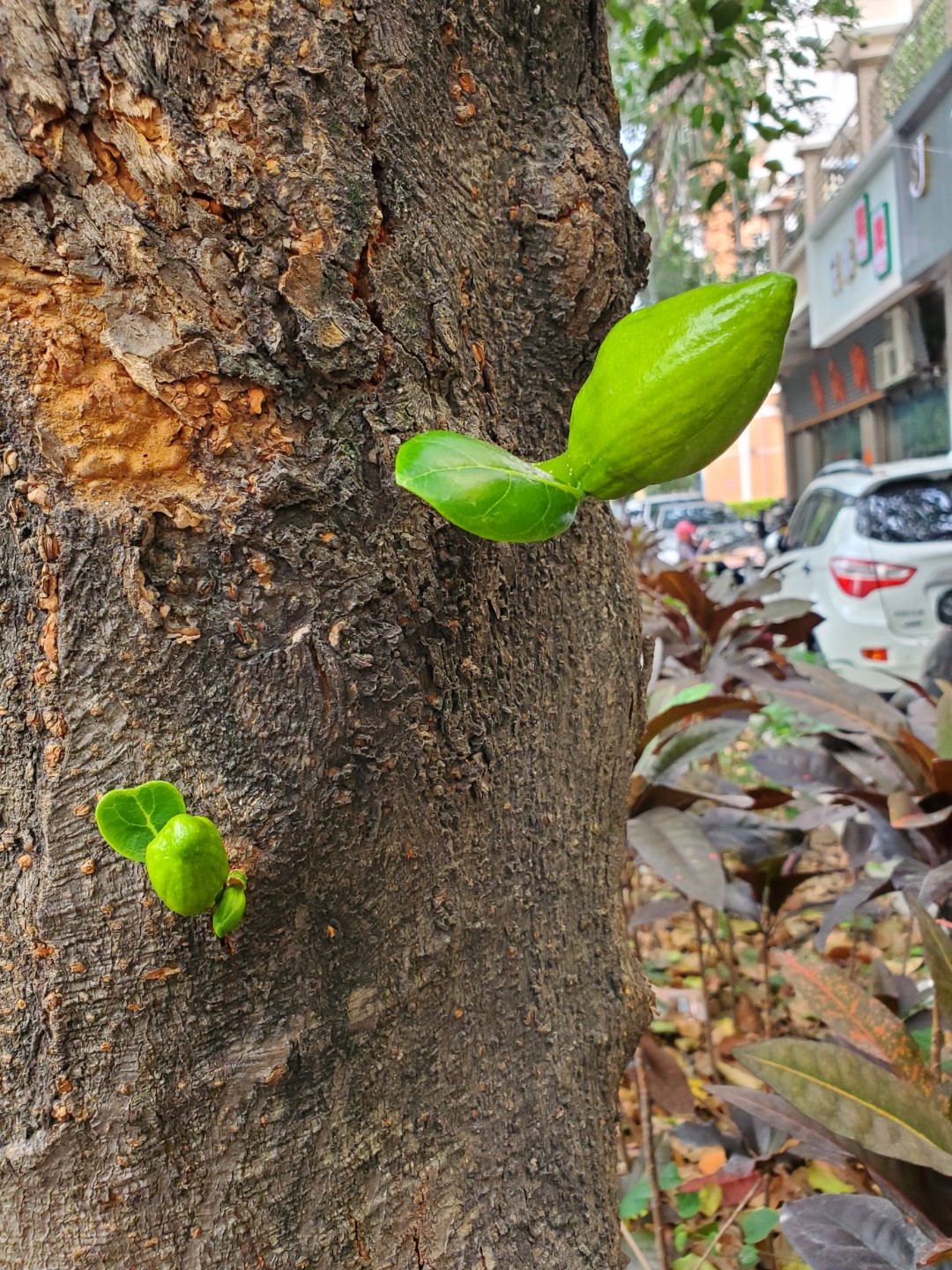 광저우 불산  가로수는  두리안.뽀로미.망고 가로수가 있어요