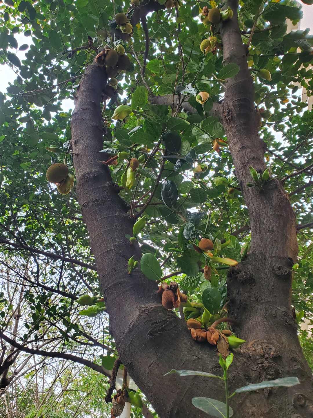 광저우 불산  가로수는  두리안.뽀로미.망고 가로수가 있어요