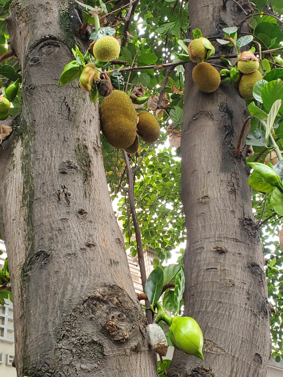 광저우 불산  가로수는  두리안.뽀로미.망고 가로수가 있어요
