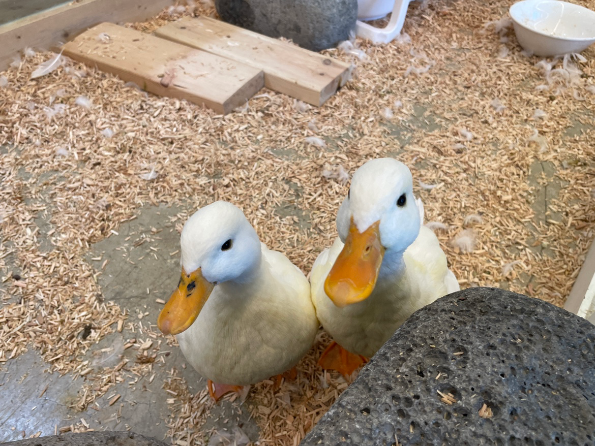 주말에 뭐하고 놀지? 🐰