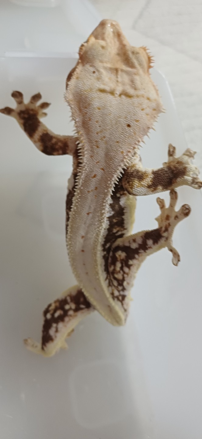 이름:애기(릴리화이트)