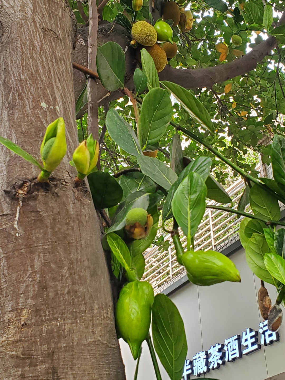 광저우 불산  가로수는  두리안.뽀로미.망고 가로수가 있어요