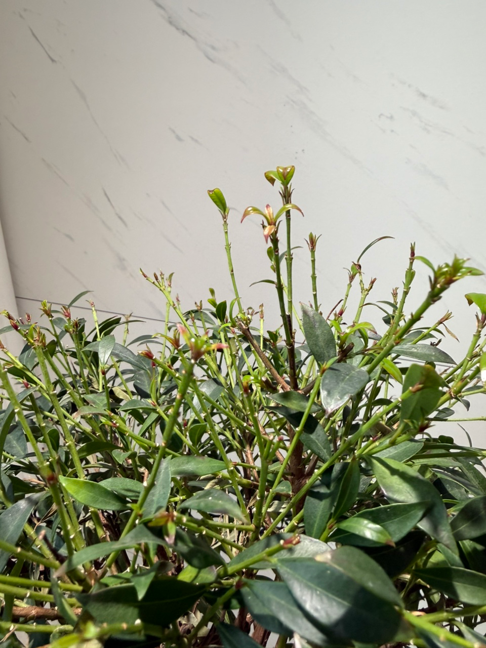 Post image 6