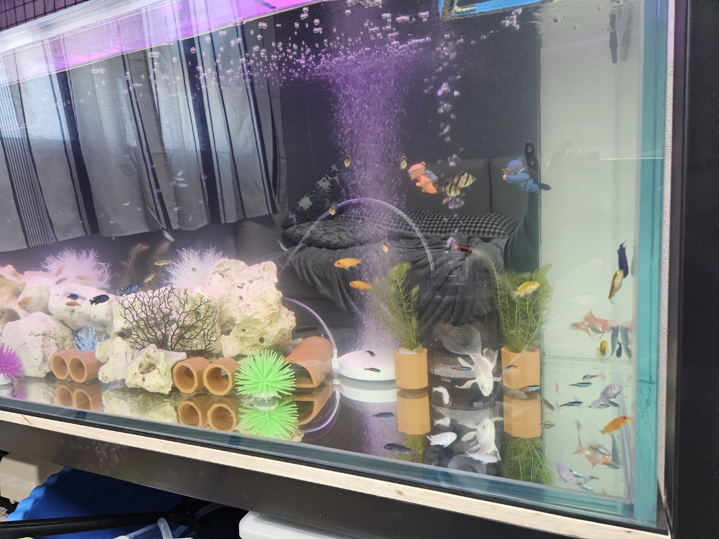 구피. 시클리드. 풀버코 키우고있어여
