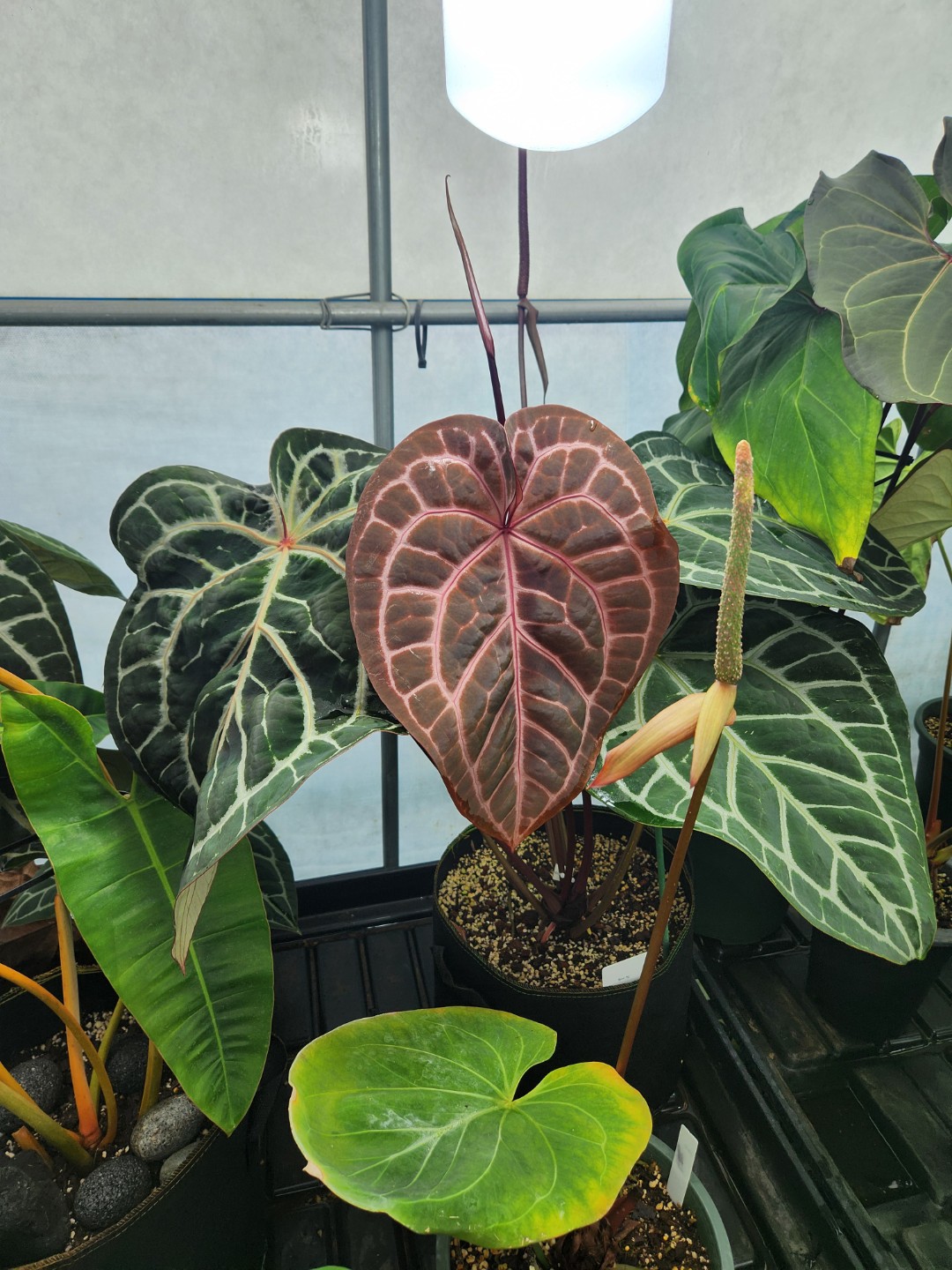 Post image 3