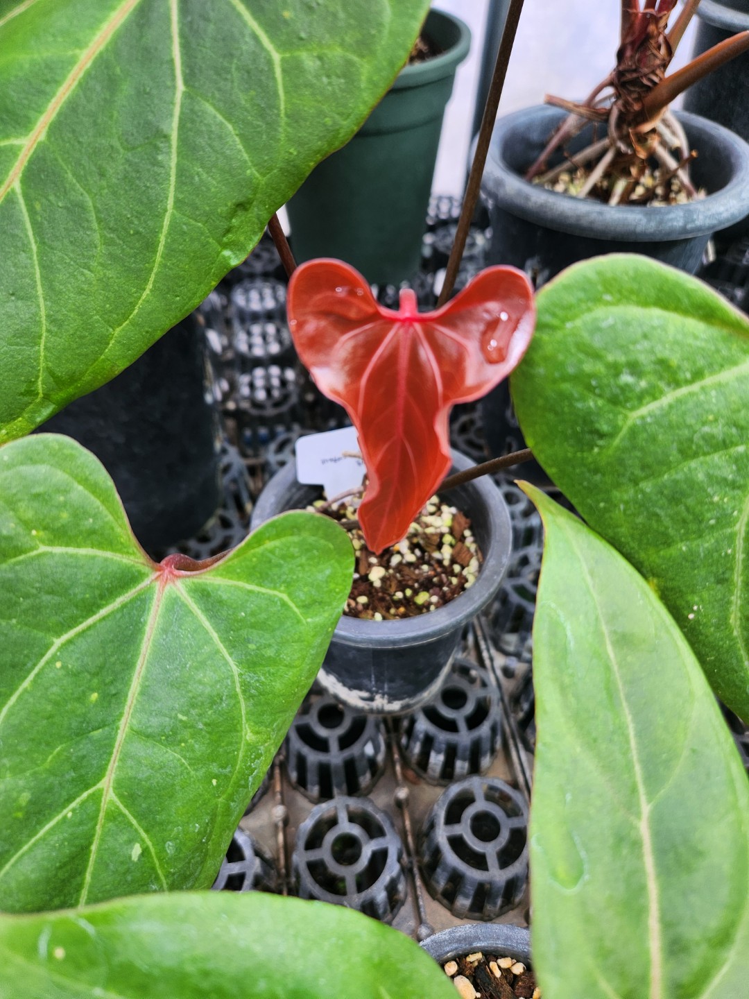 Post image 6