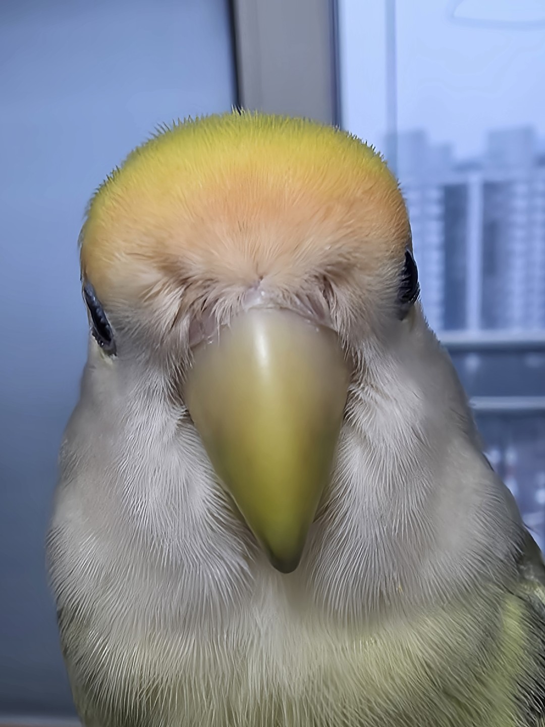 모란앵무 모모 얼빡샷