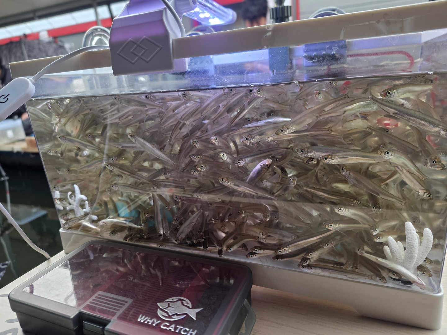 빙어낚시는 4월초까지 가능!