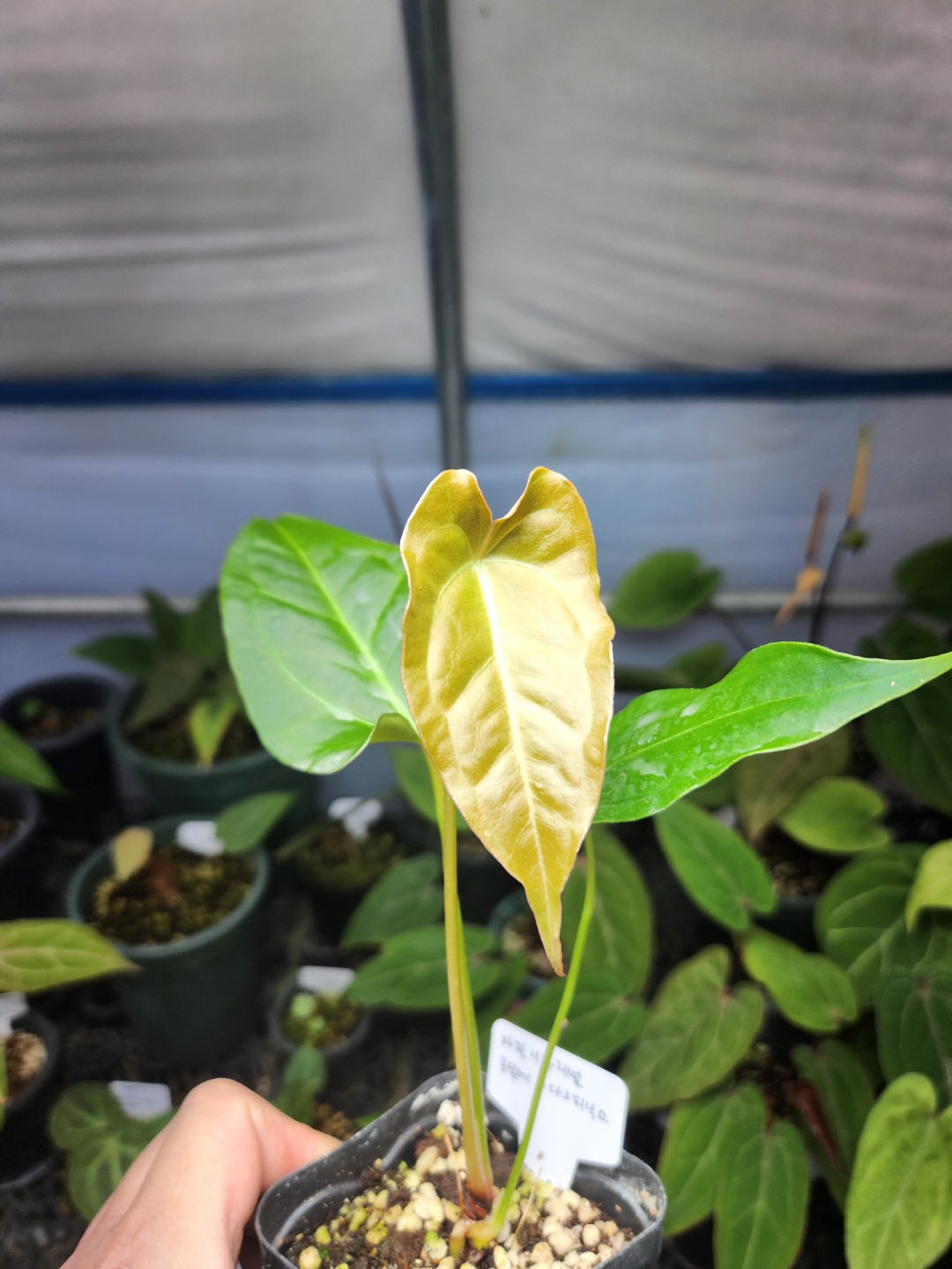 Post image 6