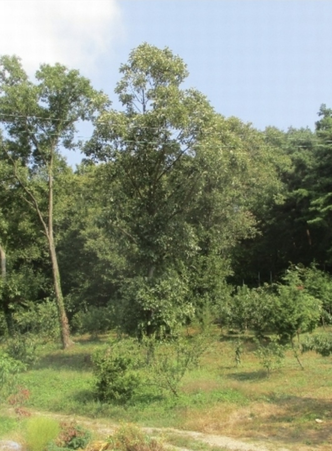 Post image 5