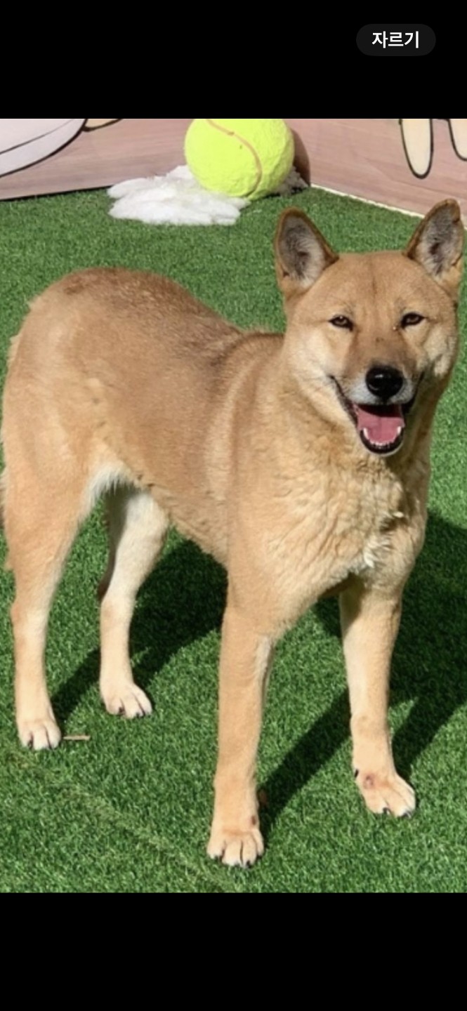 진도견 황구 산솔이를 찾습니다.