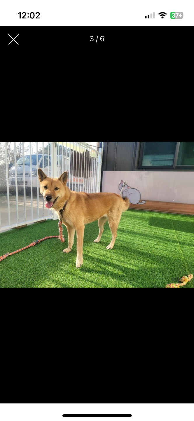 진도견 황구 산솔이를 찾습니다.