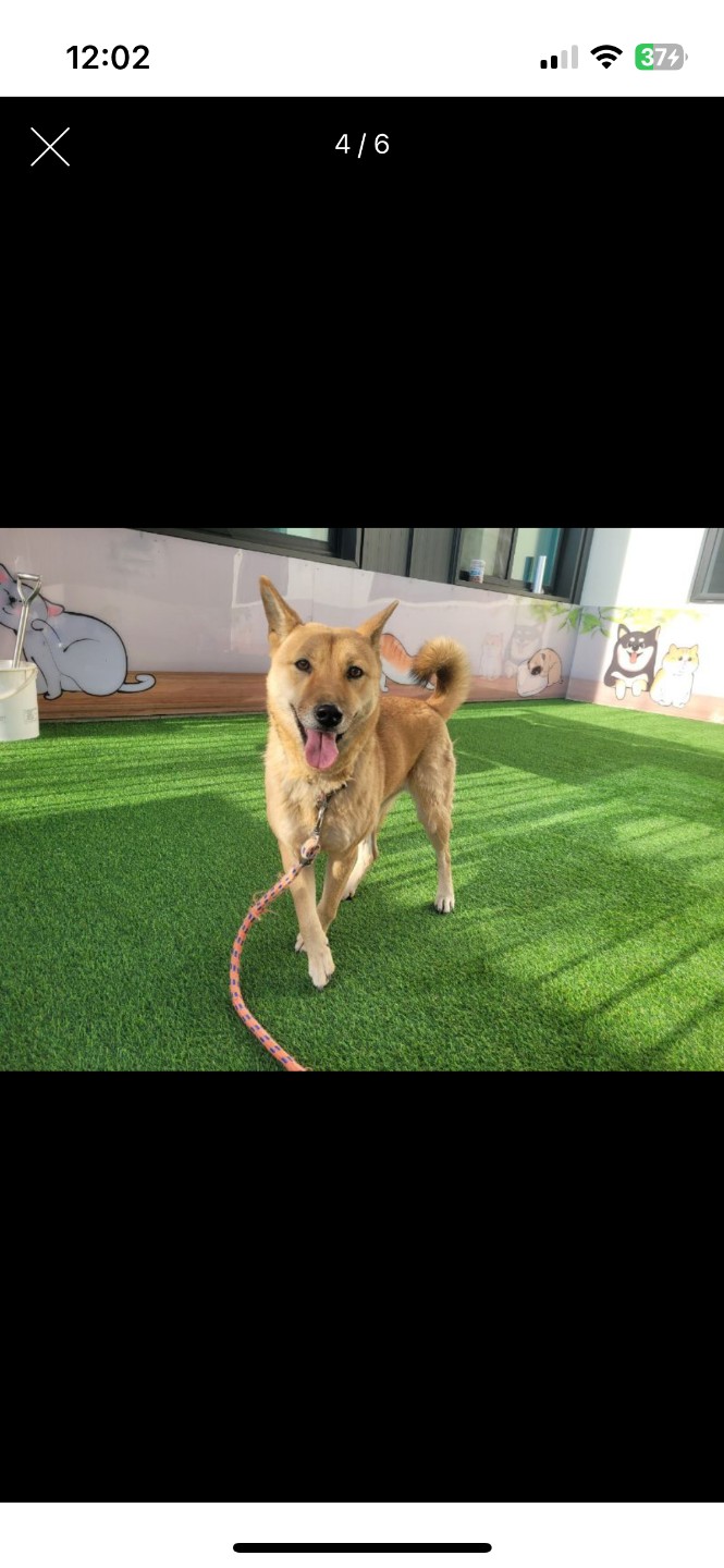 진도견 황구 산솔이를 찾습니다.