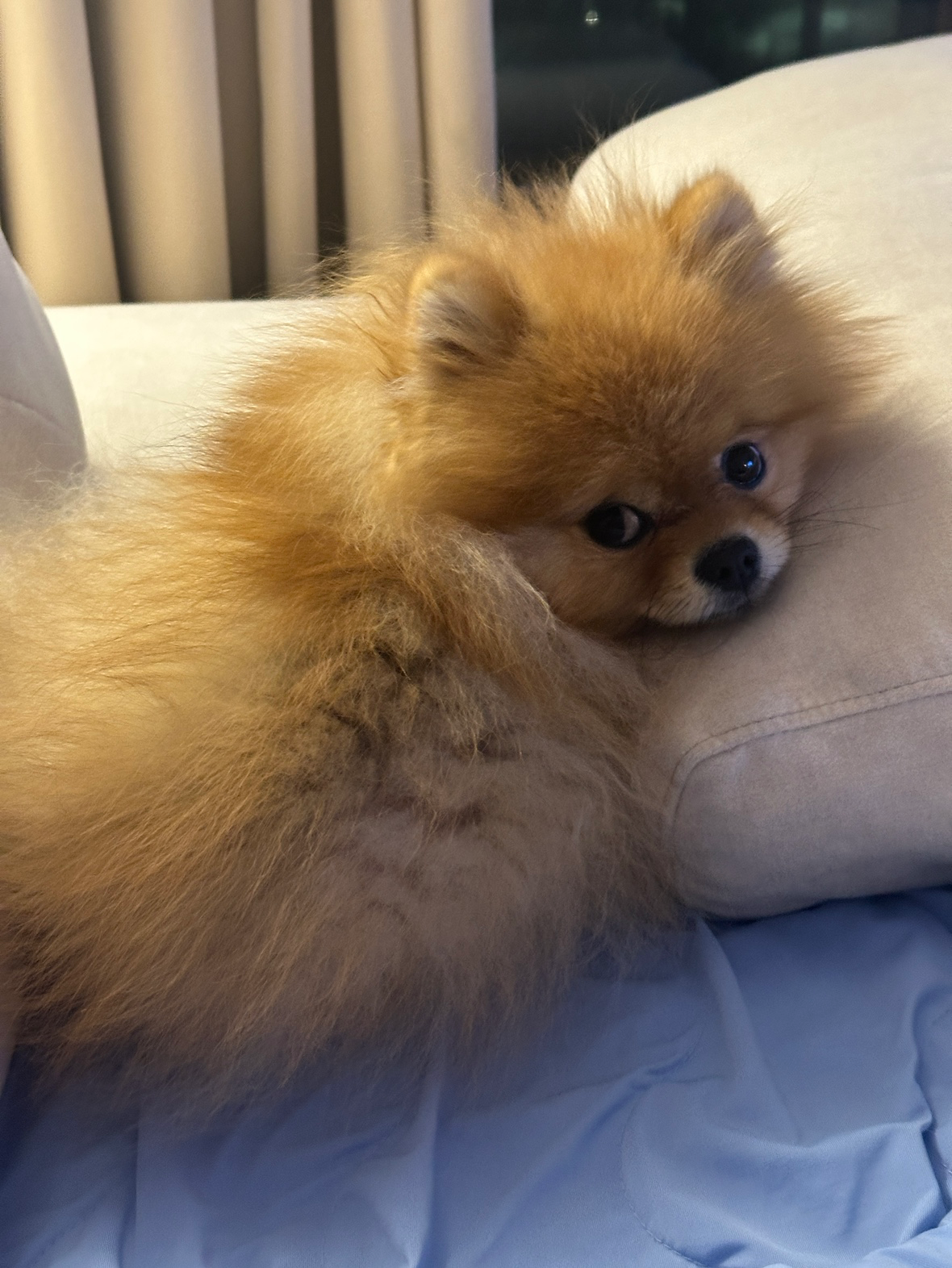 매 순간이 즐겁지만, 우리 초코가 행복해할때 저도 행복합니다! 잘부탁드려요~^^