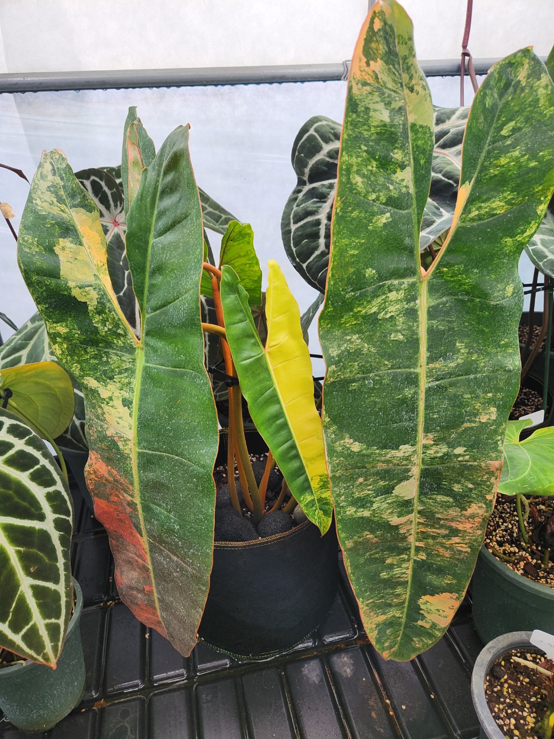Post image 6