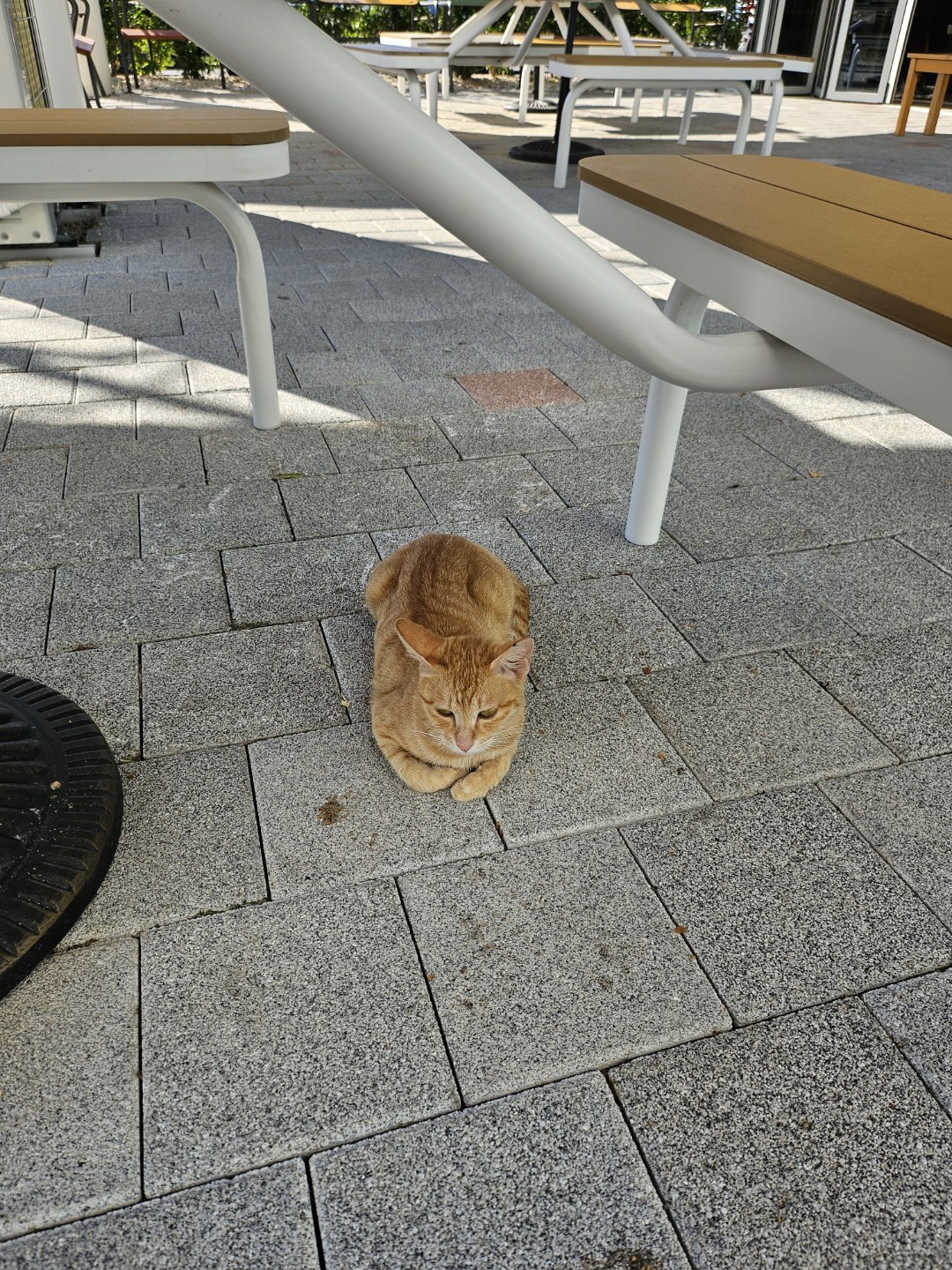 오늘은 휴게소 냥이에요