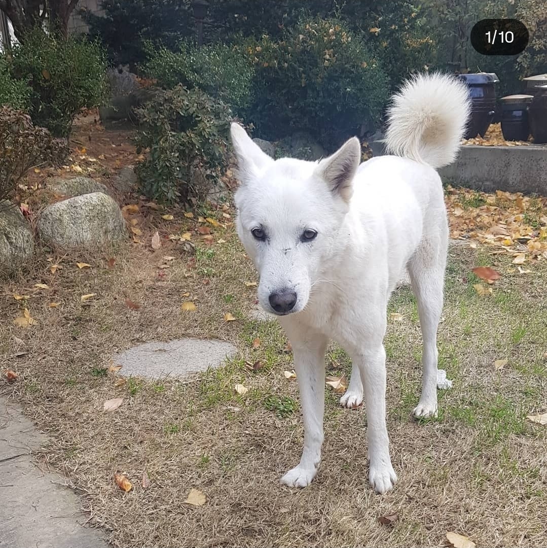 -푸리 찾았습니다-