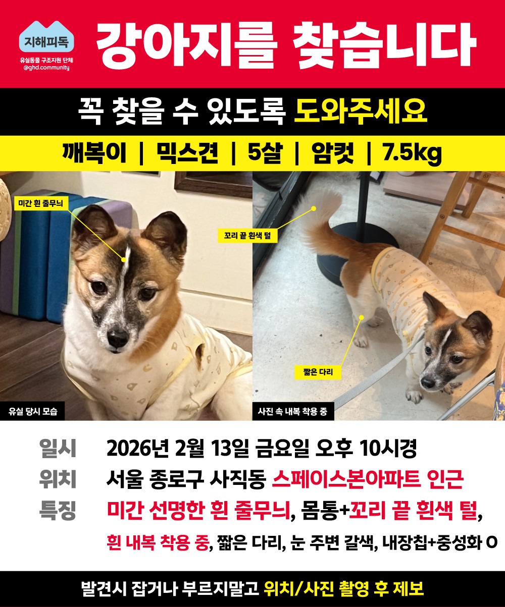 종로구] 강아지를 찾습니다 도와주세요 🙏