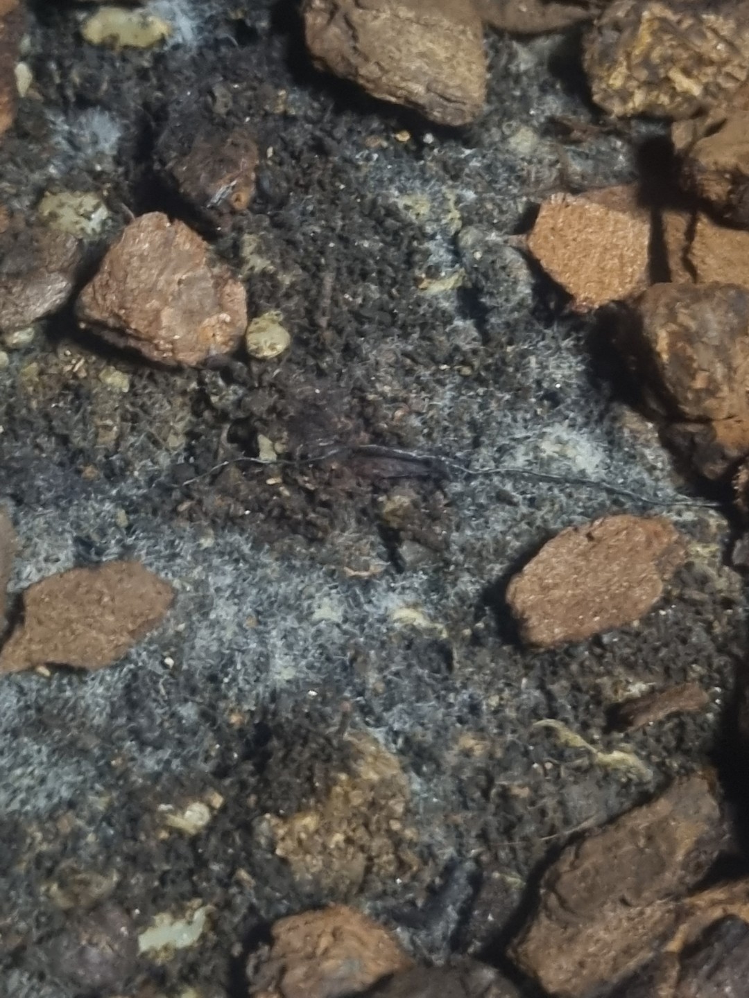 휴머스 흙 만들고 있어요