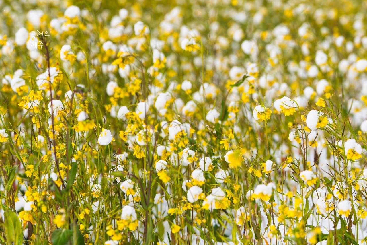 제주 유채꽃, 보셨어요?