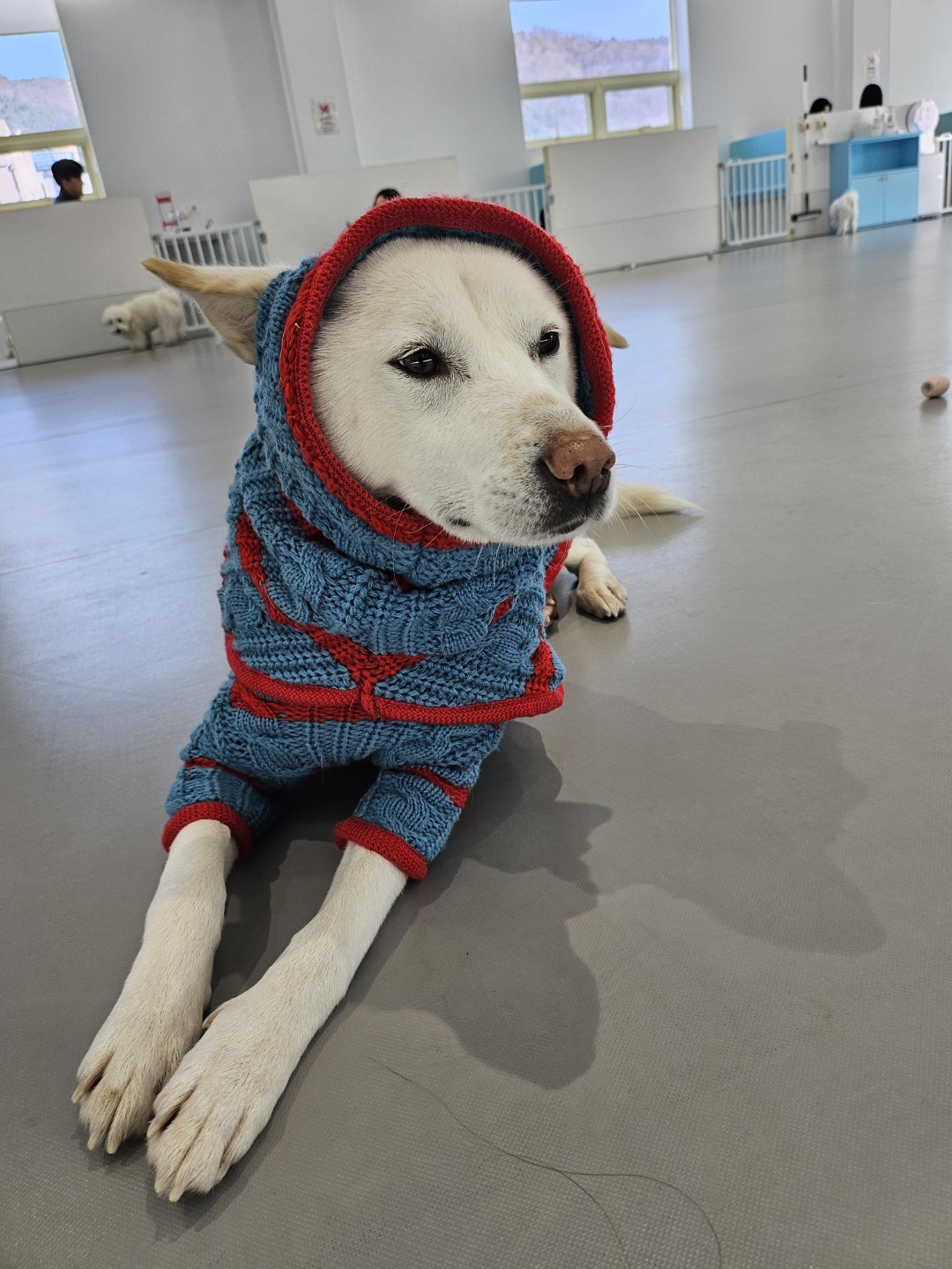 가족을 찾고있어요🤍