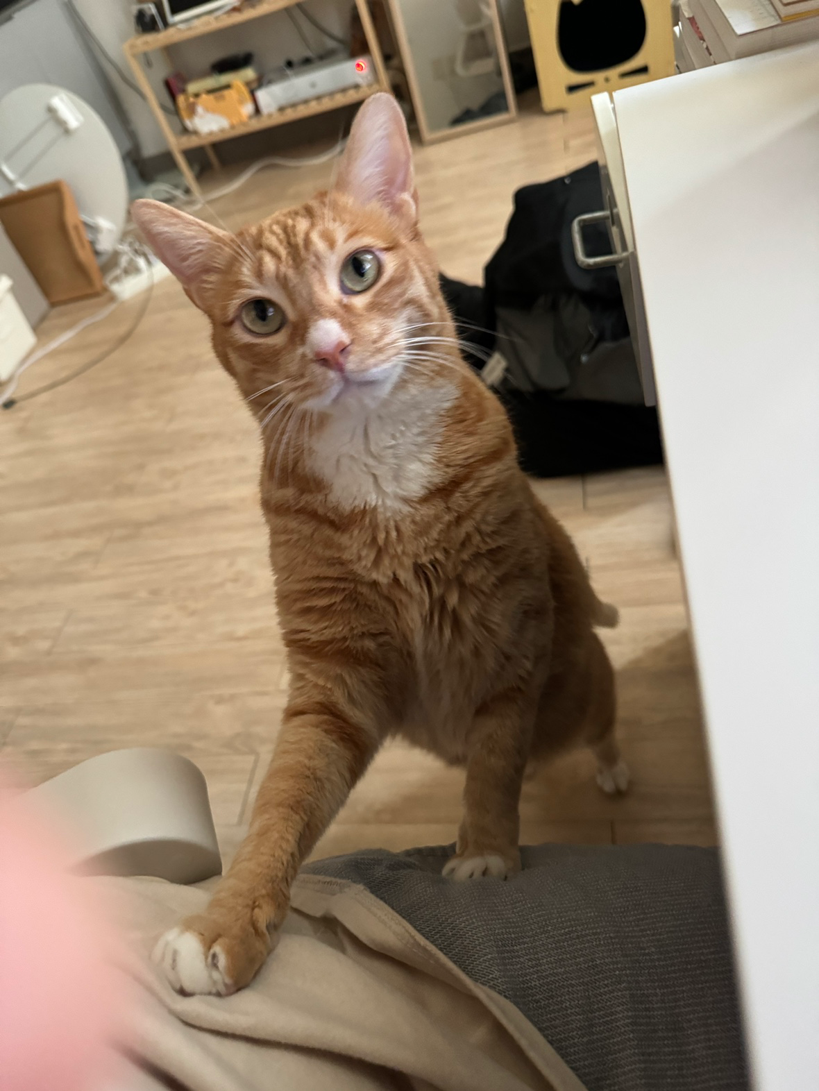 저희집 고양이 뚱이를 자랑합니다