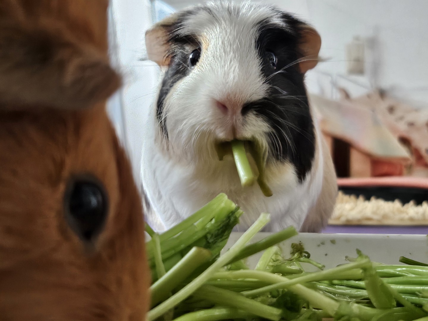 우리아가들 사진