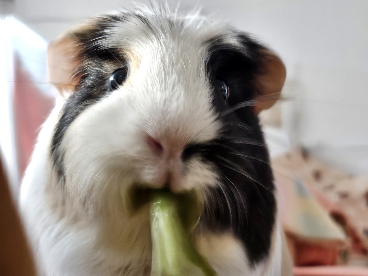 우리아가들 사진