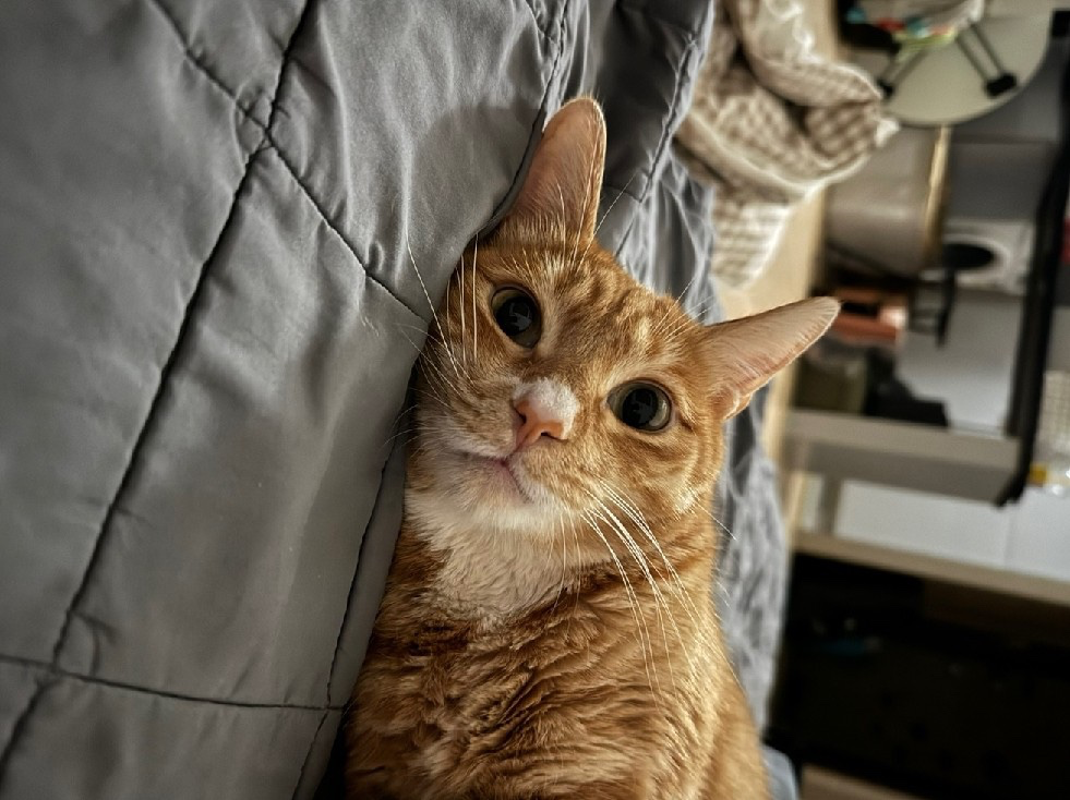 저희집 고양이 뚱이를 자랑합니다