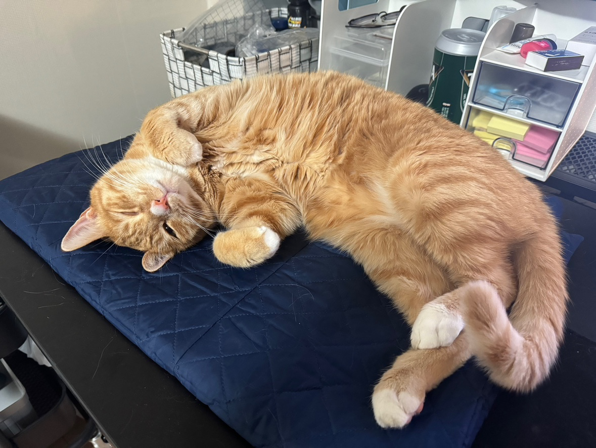 저희집 고양이 뚱이를 자랑합니다