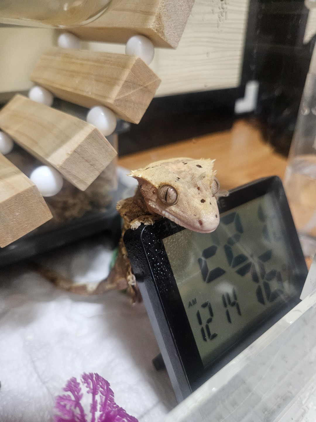 친동생에게 입양받았씀니다.