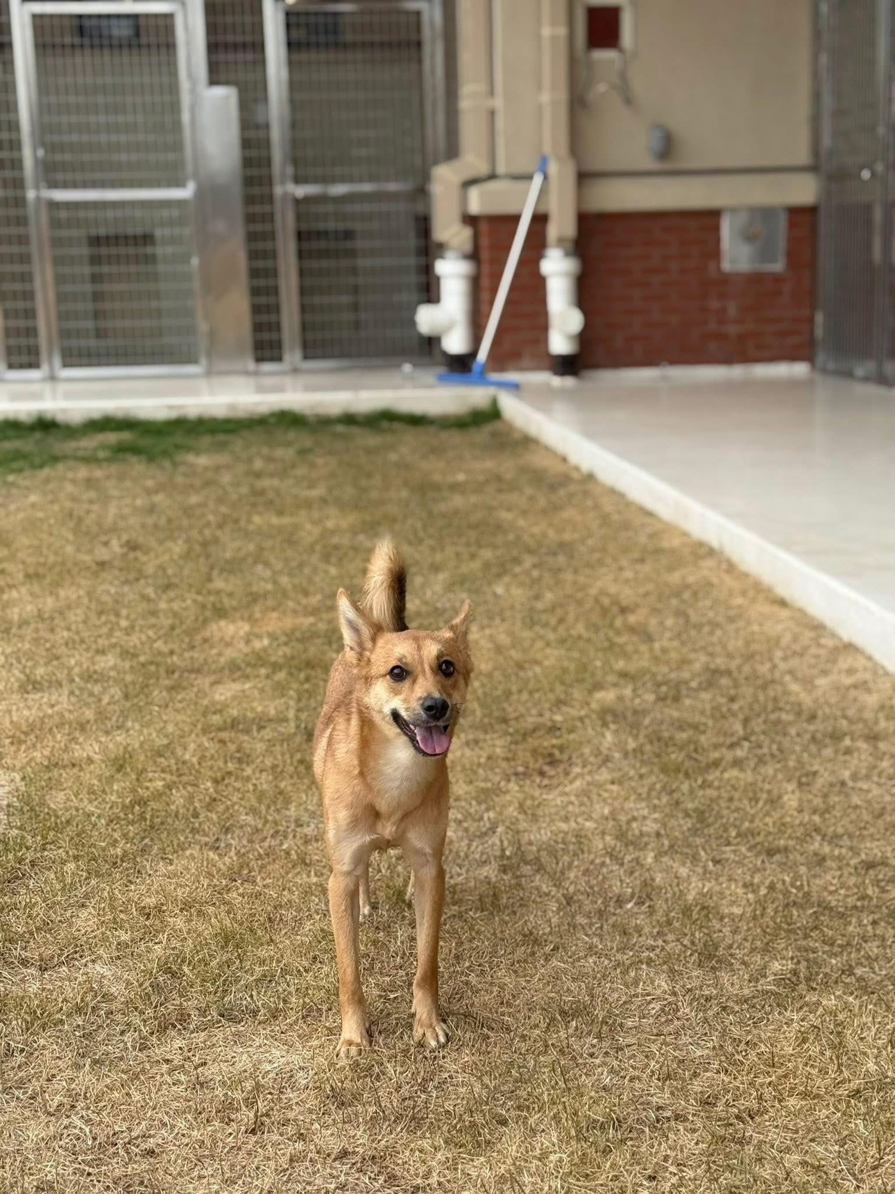 강아지를 찾습니다