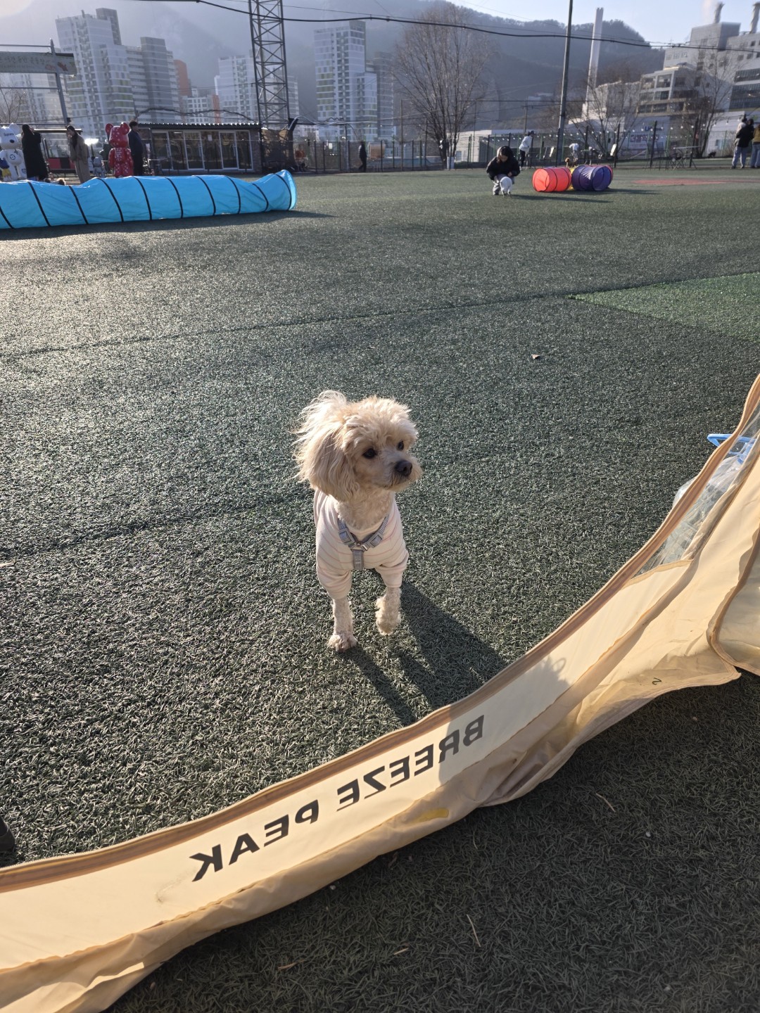 애견카페 추천!