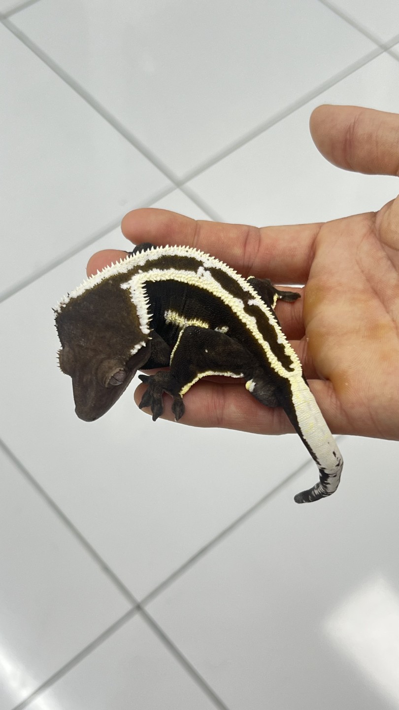 메인 아잔틱 임녹스