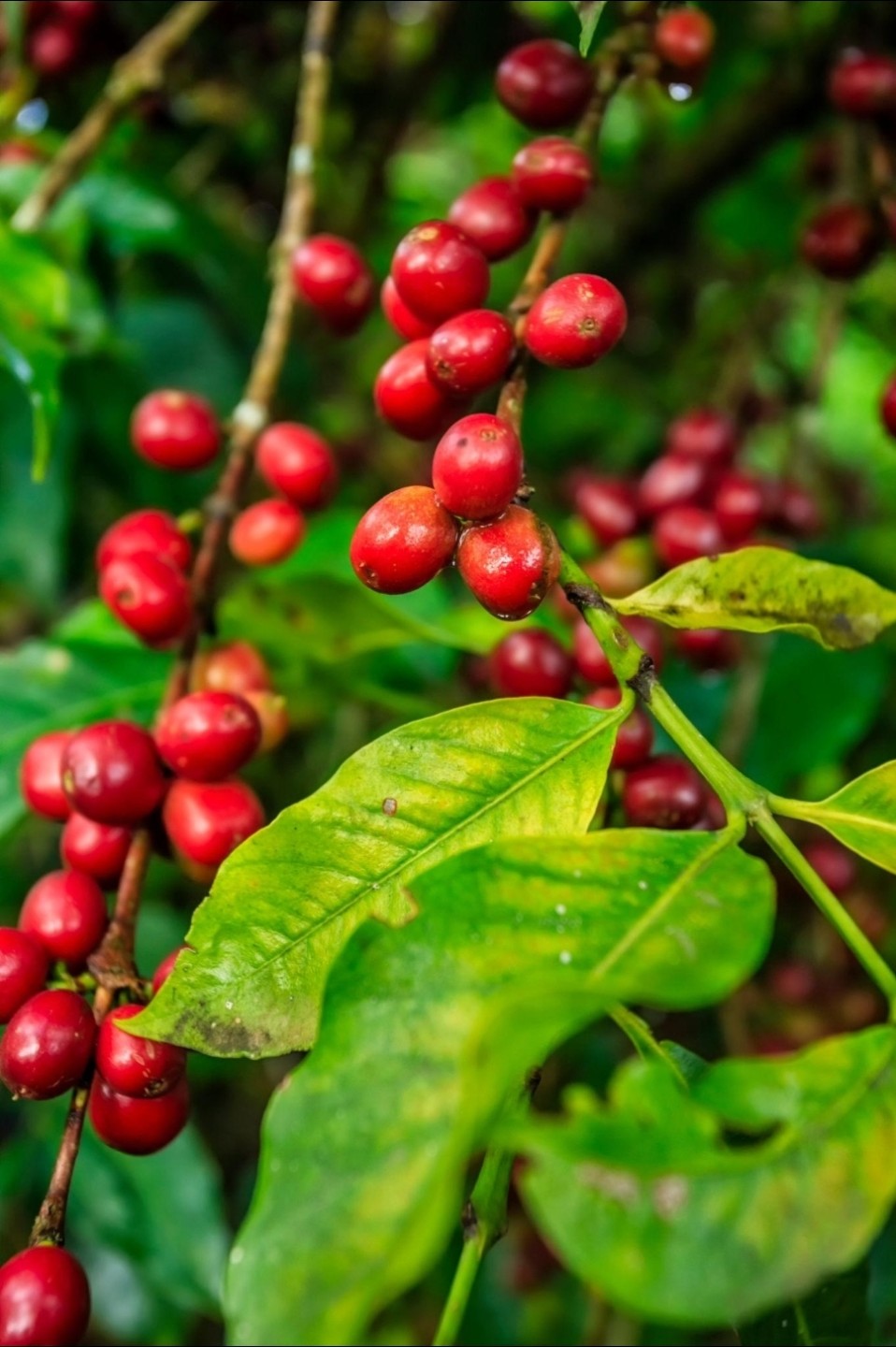 커피의 탄생 (설화 NO.1)