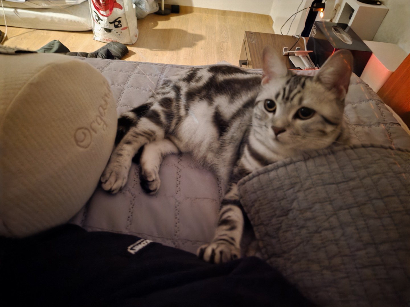 아메리칸숏 헤어