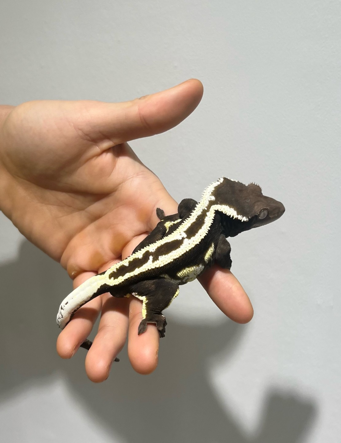 메인 아잔틱 임녹스