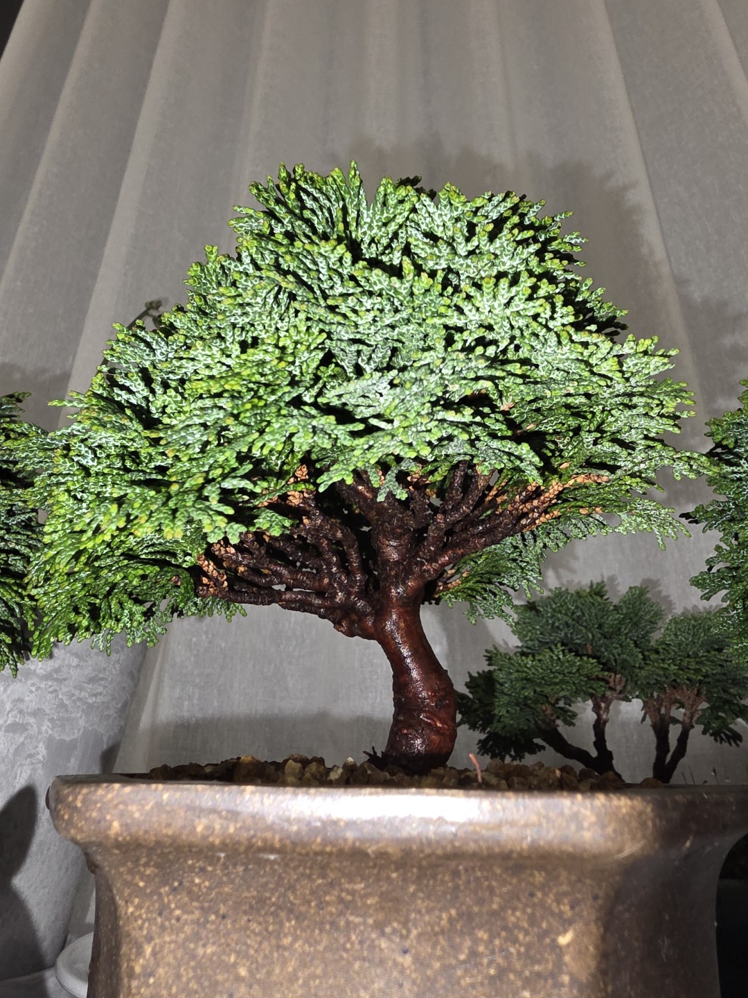 푸릇푸릇한 청짜보 순집기 시기가 궁금합니다!