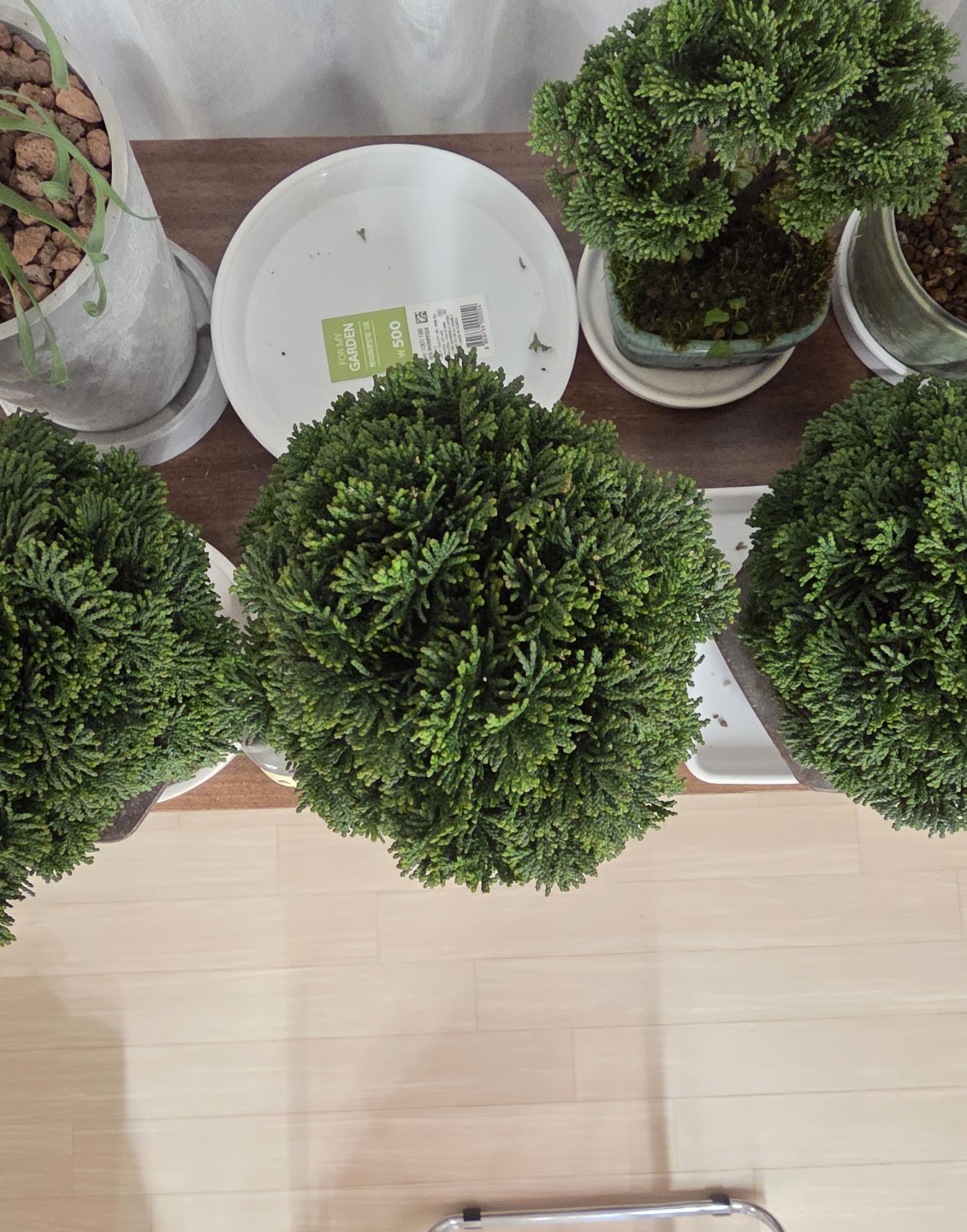 푸릇푸릇한 청짜보 순집기 시기가 궁금합니다!