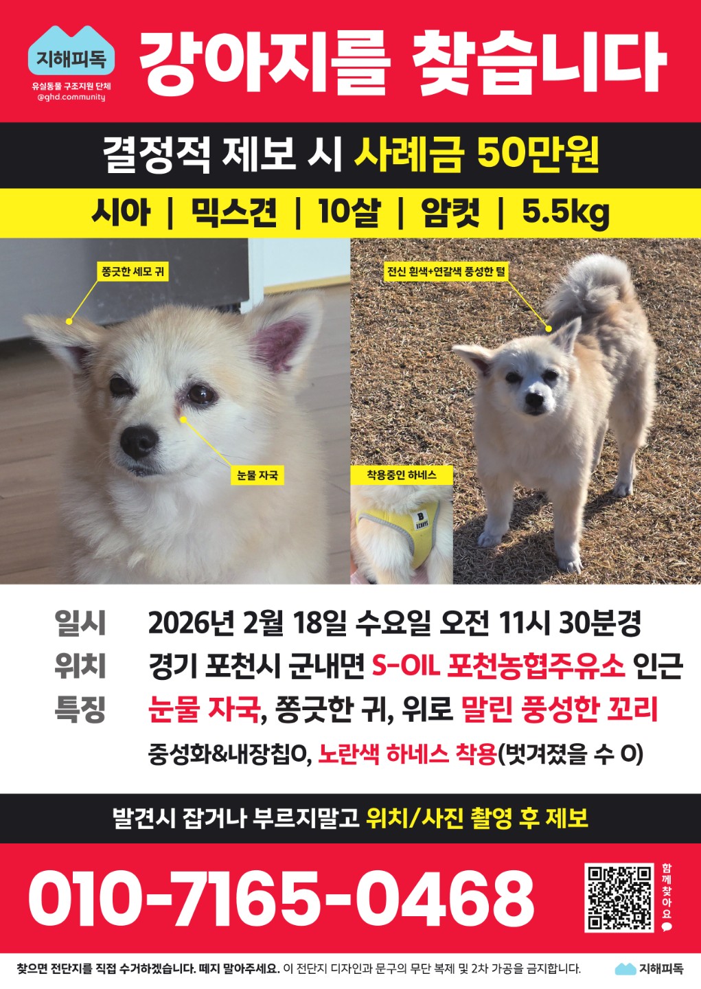 [경기 포천농협주유소 근처] 시아를 찾습니다 🚨