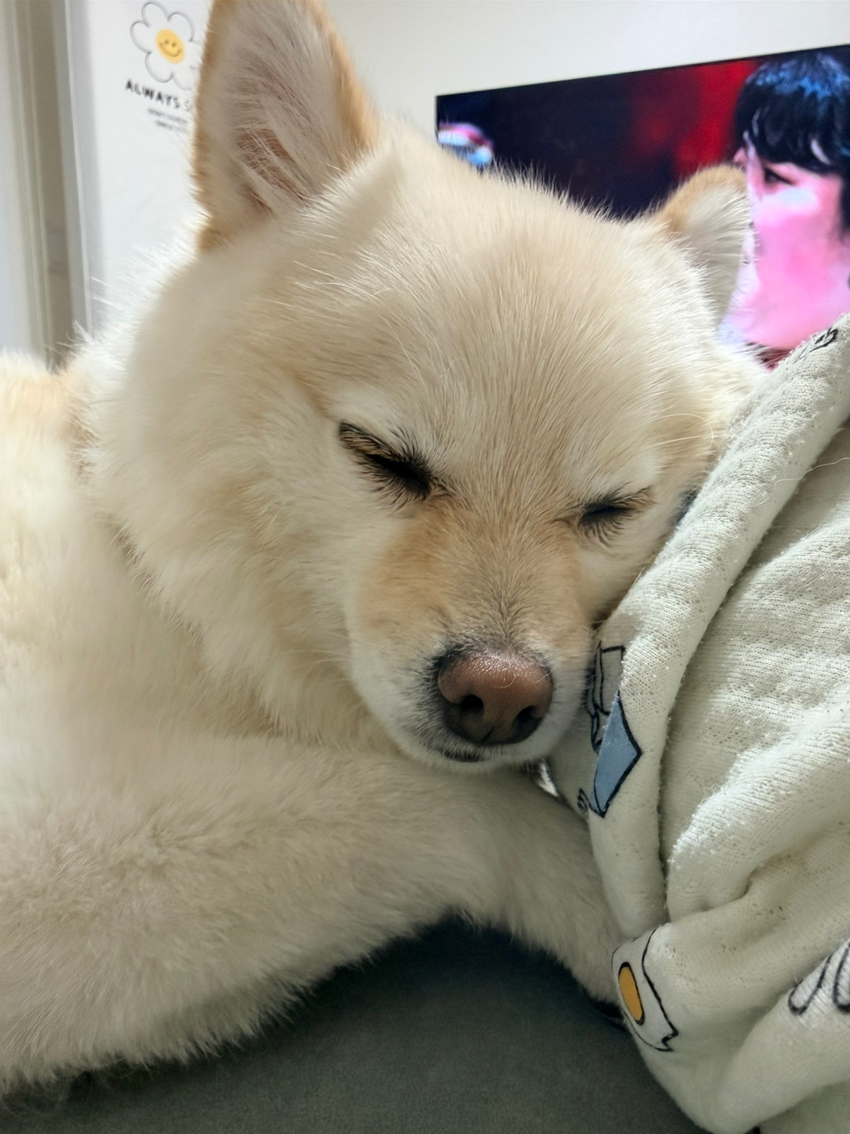 오늘 댕댕이 자랑 타임!