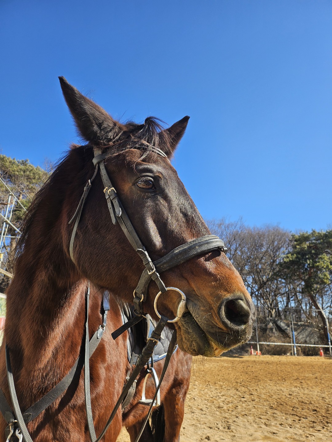 말들을 보며 힐링합니다