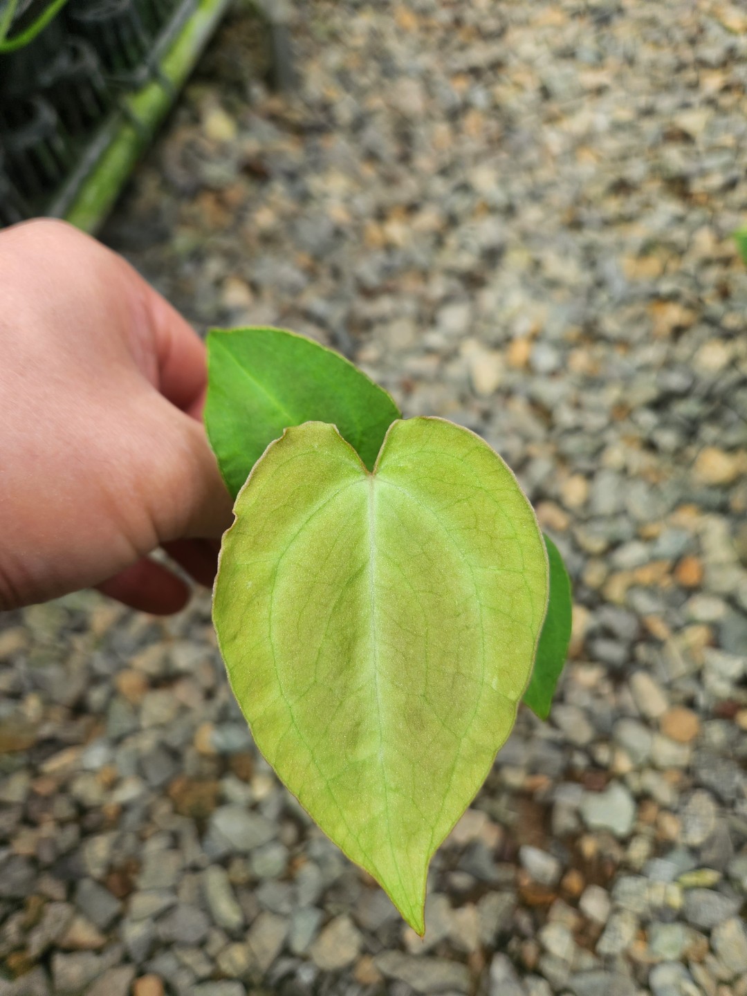 Post image 6